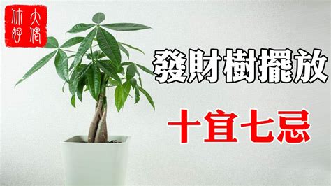 進財樹風水|進財樹擺放指南：招財旺運秘訣大公開！